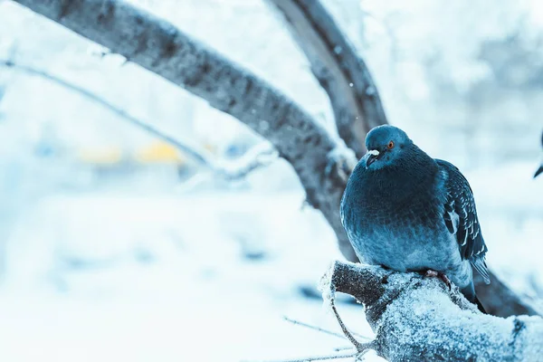 Pigeons Sitting Hunched Branch Winter Day — Stock Photo, Image