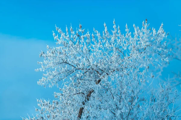 White Winter Forest Blue Sky Background — Stock Photo, Image