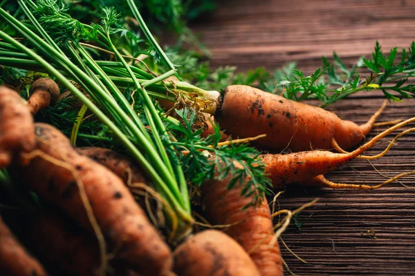 Fresh carrots from the garden close-up on a wooden background.