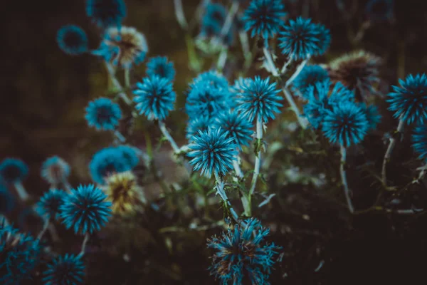 Flores Azules Echinops Sobre Fondo Natural —  Fotos de Stock