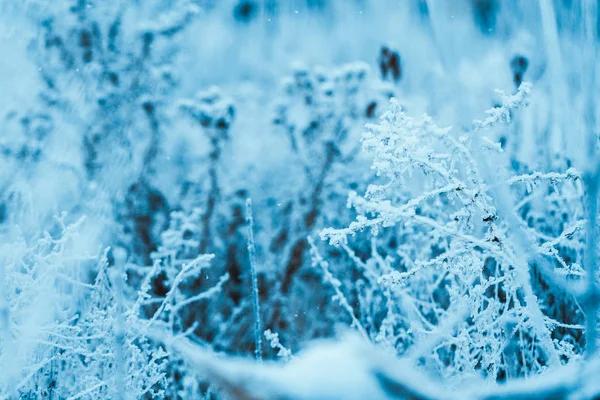 Plantas Congeladas Las Heladas Invierno Por Tarde —  Fotos de Stock