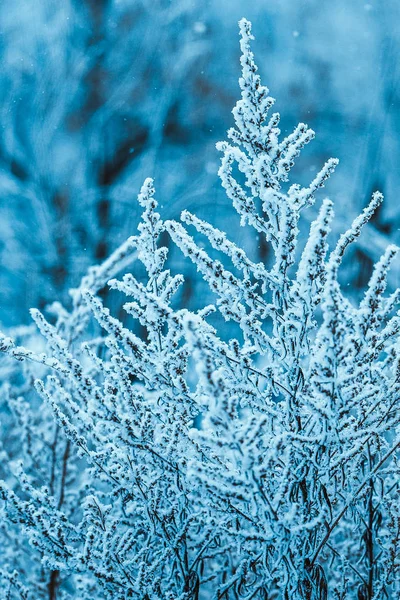 Ramas Nieve Durante Día — Foto de Stock