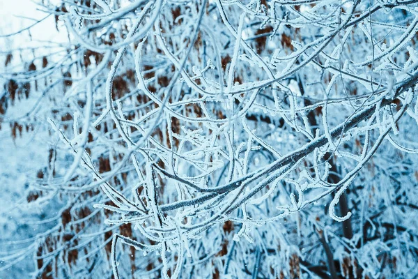 白天在雪地里的树枝 — 图库照片