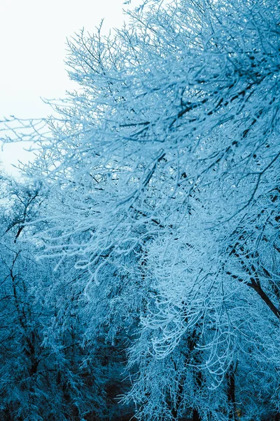 Χειμώνας Δάσος Και Κλαδιά Στο Χιόνι Κατά Διάρκεια Της Ημέρας — Φωτογραφία Αρχείου