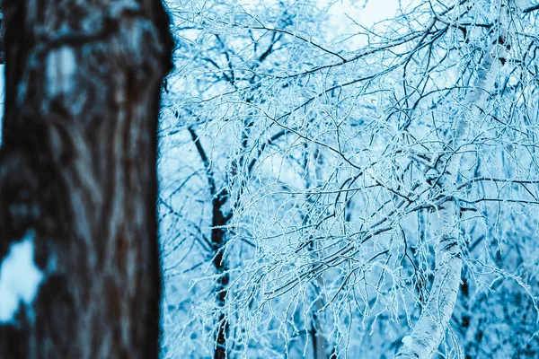 Zimní Les Pobočky Sněhu Během Dne — Stock fotografie