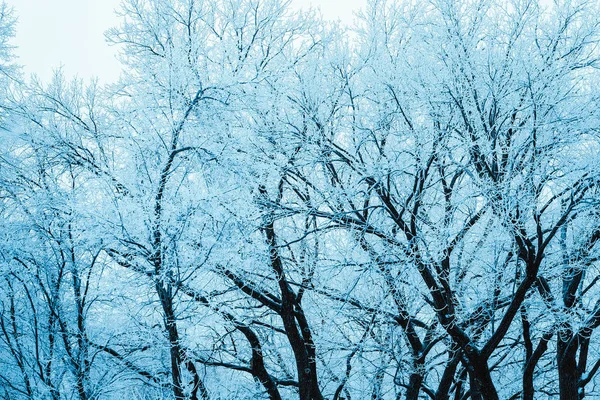 Winter Forest Branches Snow Day — Stock Photo, Image