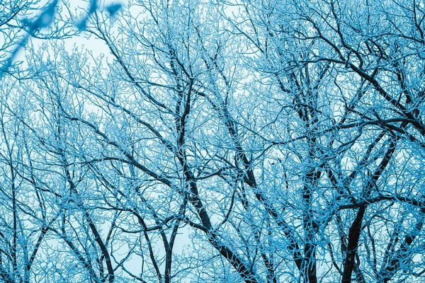 Χειμώνας Δάσος Και Κλαδιά Στο Χιόνι Κατά Διάρκεια Της Ημέρας — Φωτογραφία Αρχείου