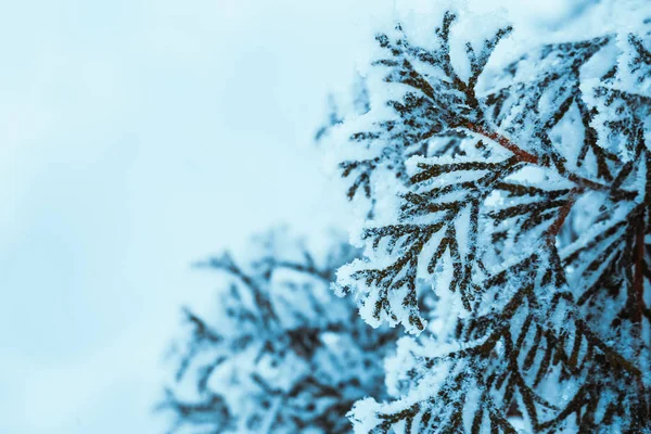 Winter Dark Green Larch Branches Snow Close — стоковое фото