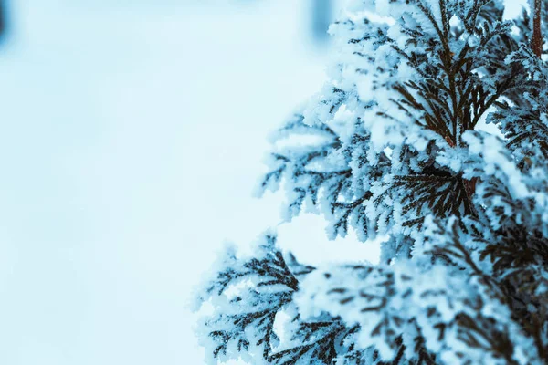 Kış Kar Dallarında Koyu Yeşil Larch Yakın Çekim — Stok fotoğraf