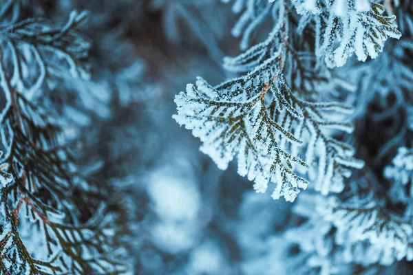 Kış Kar Dallarında Koyu Yeşil Larch Yakın Çekim — Stok fotoğraf