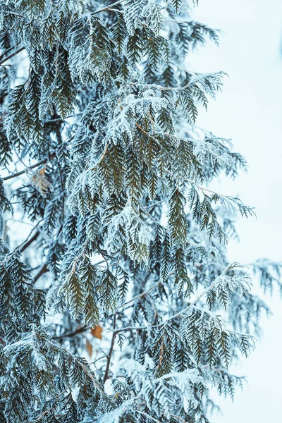 Inverno Rami Larice Verde Scuro Nella Neve — Foto Stock