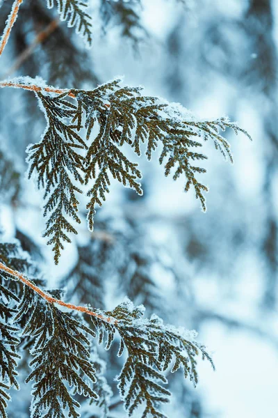 冬天轻的深绿色落叶松树枝在雪 — 图库照片