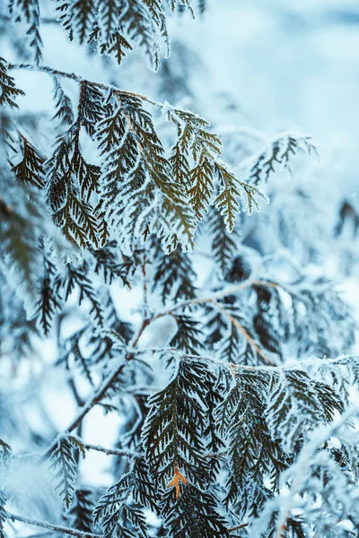 Invierno Luz Verde Oscuro Alerce Ramas Nieve —  Fotos de Stock