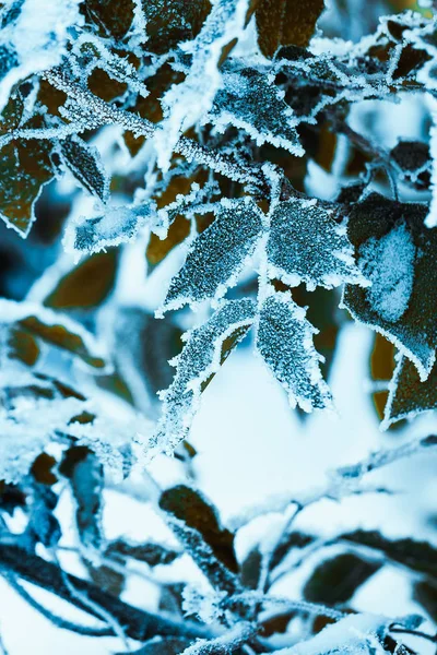 Agracejo Cerca Ramas Nieve —  Fotos de Stock