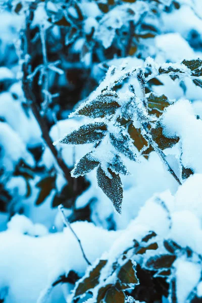 Kızamık Dalları Karda Kapat — Stok fotoğraf