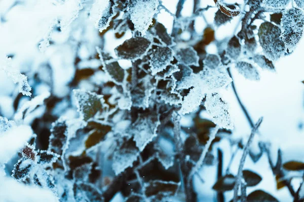 Berberitze Schließt Zweige Schnee — Stockfoto