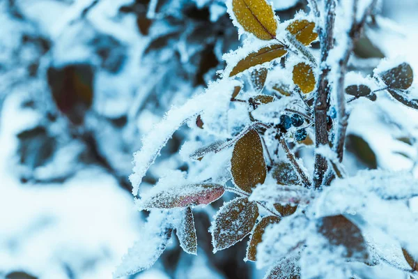 巴宝莉关闭树枝在雪中 — 图库照片