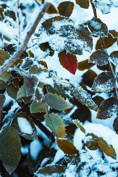 メギを雪の中で枝を閉じる — ストック写真
