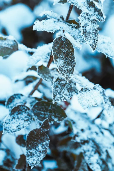 Barberry Close Branches Snow — Stock Photo, Image