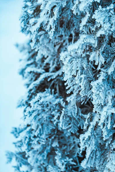 Kış Hafif Koyu Yeşil Larch Karda Şubeleri — Stok fotoğraf