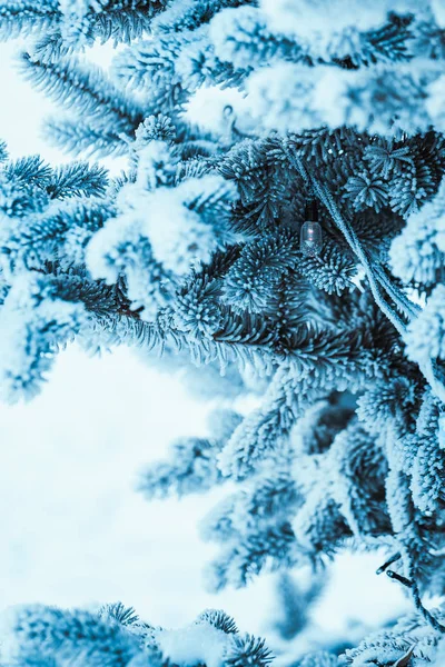 Frozen Spruce Hoarfrost Winter Afternoon — Stock Photo, Image