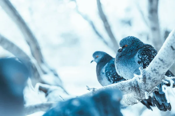 Tauben Sitzen Wintertag Gebückt Auf Einem Ast — Stockfoto
