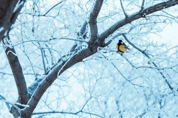 Malé Tit Sedí Větvi Stromu Zimě — Stock fotografie