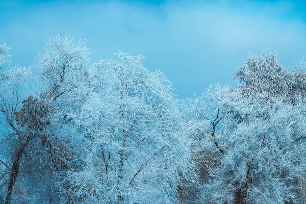 Floresta Inverno Branco Fundo Azul Céu — Fotografia de Stock