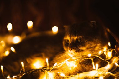 Kanepesinde Noel ışıkları olan İskoç kedisi..