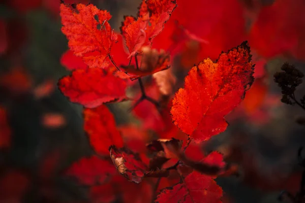 Червоне Листя Лісі Розмитому Фоні — стокове фото