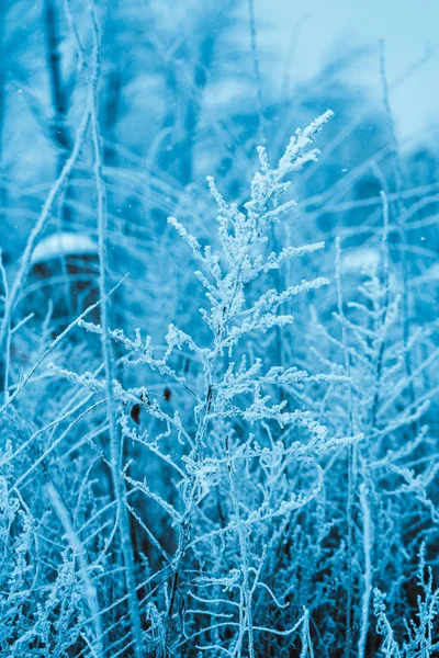 Foresta Invernale Rami Nella Neve Durante Giorno — Foto Stock