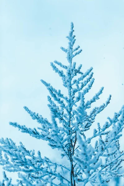 白天在雪地里的树枝 — 图库照片