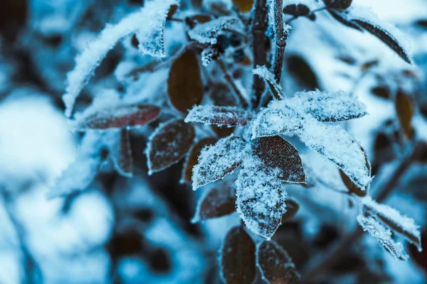 Barberry Close Branches Snow — Stock Photo, Image