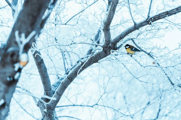 Malé Tit Sedí Větvi Stromu Zimě — Stock fotografie