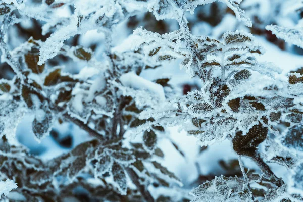 メギを雪の中で枝を閉じる — ストック写真