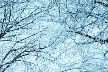 kış orman ve gün boyunca kar dallarında.