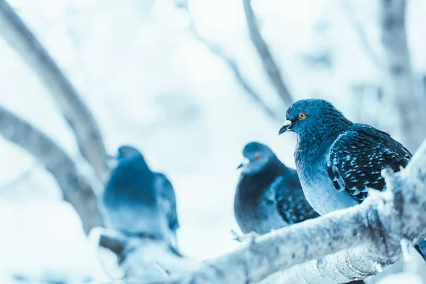 Tauben Sitzen Wintertag Gebückt Auf Einem Ast — Stockfoto