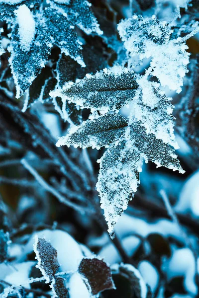 Agracejo Cerca Ramas Nieve —  Fotos de Stock