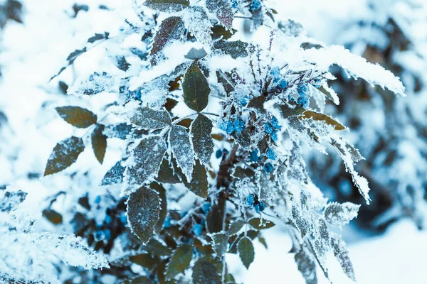 巴宝莉关闭树枝在雪中 — 图库照片