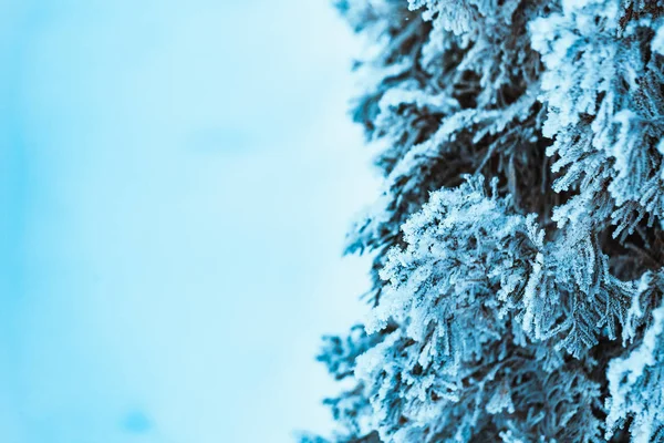 winter light dark green larch branches in the snow.