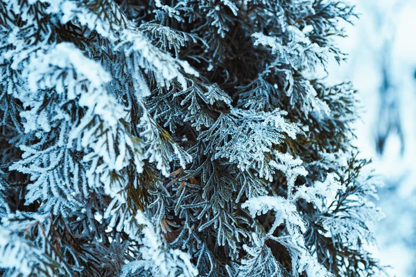 Frysta Gran Rimfrosten Vinter Eftermiddag — Stockfoto