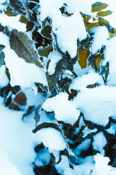 Mahónia Közelről Ágai Hóban — Stock Fotó