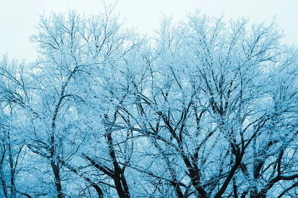 冬天的森林和树枝在雪在白天 — 图库照片