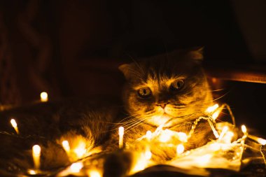 Kanepesinde Noel ışıkları olan İskoç kedisi..