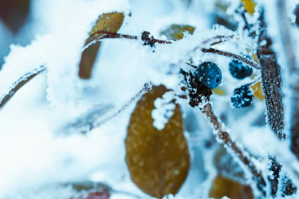 Barberry Κοντινό Υποκαταστήματα Στο Χιόνι — Φωτογραφία Αρχείου