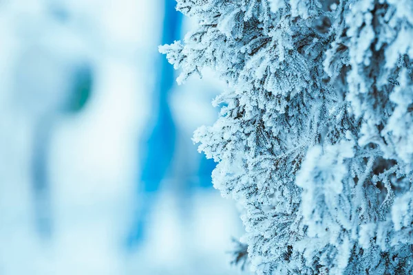Kış Hafif Koyu Yeşil Larch Karda Şubeleri — Stok fotoğraf