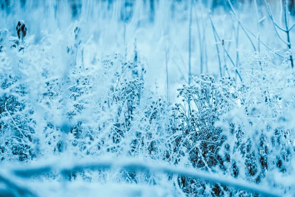 Plantas Congeladas Hoarfrost Inverno Tarde — Fotografia de Stock