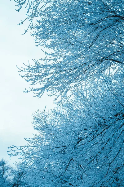 Зимний Лес Ветви Снегу Течение Дня — стоковое фото