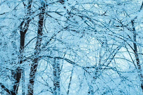 Floresta de inverno e ramos na neve durante o dia — Fotografia de Stock
