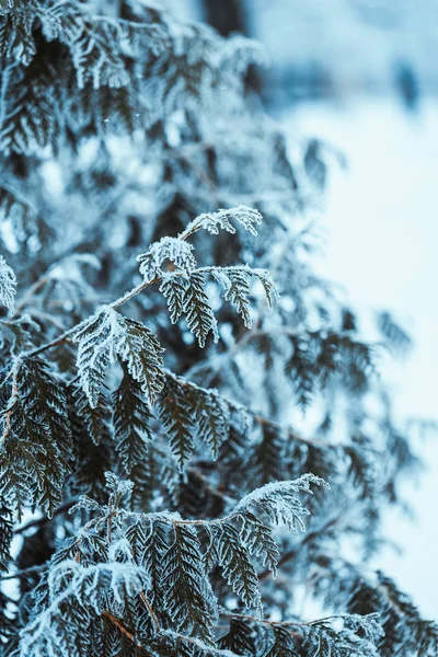 Kış Hafif koyu yeşil larch karda şubeleri — Stok fotoğraf